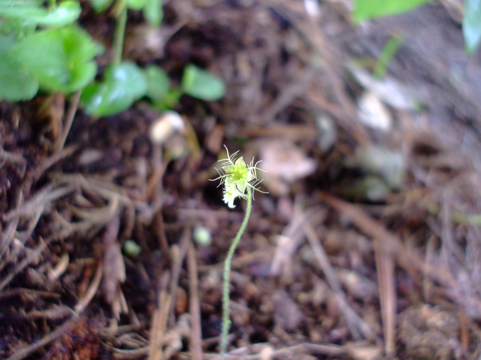Mitella nuda